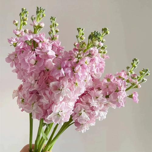 重瓣紫罗兰鲜切花云南昆明斗南市场基地直发顺丰家用水养插花束香