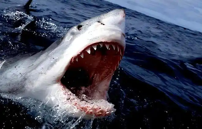 野生动物|鲨鱼_网易订阅