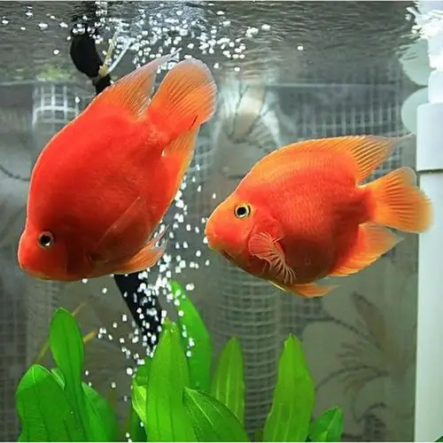 鹦鹉热带鱼观赏鱼活体梅花金刚淡水宠物发财鱼财神鱼