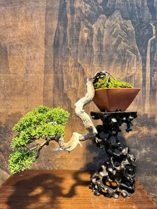 临水式系鱼川真柏盆栽