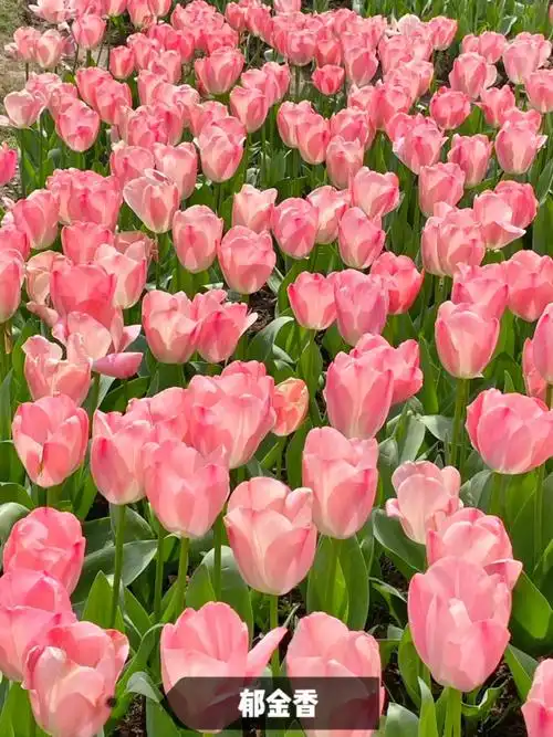 "国内十种象征爱情的花"1,玫瑰 红色代表:热情和浪漫 粉色 - 抖音