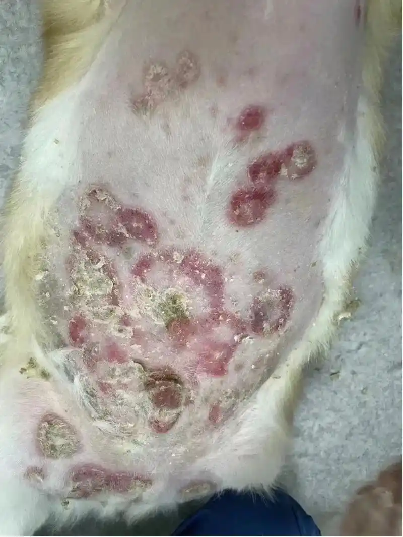 夏季是狗狗皮肤病高发的 - 抖音