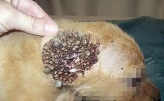 超恶心的蜱虫狗图片看完整个人都精神了进入须谨慎