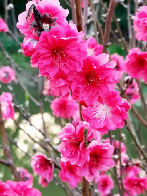 在那桃花盛开的地方