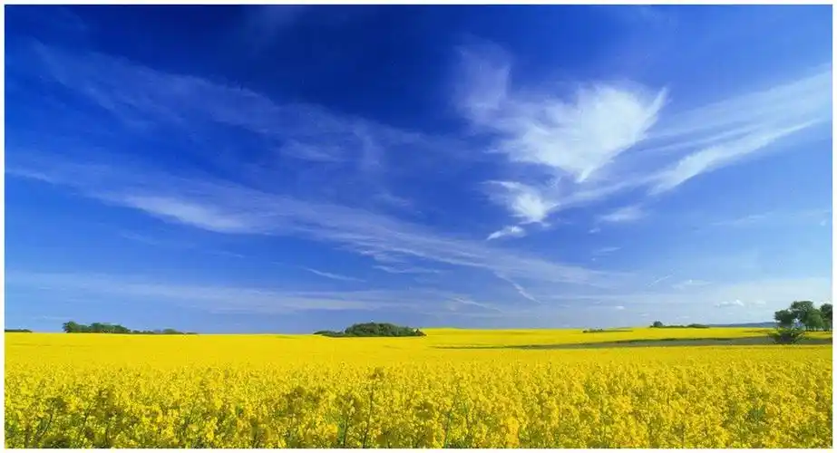 属兔|生肖兔|出世_新浪新闻