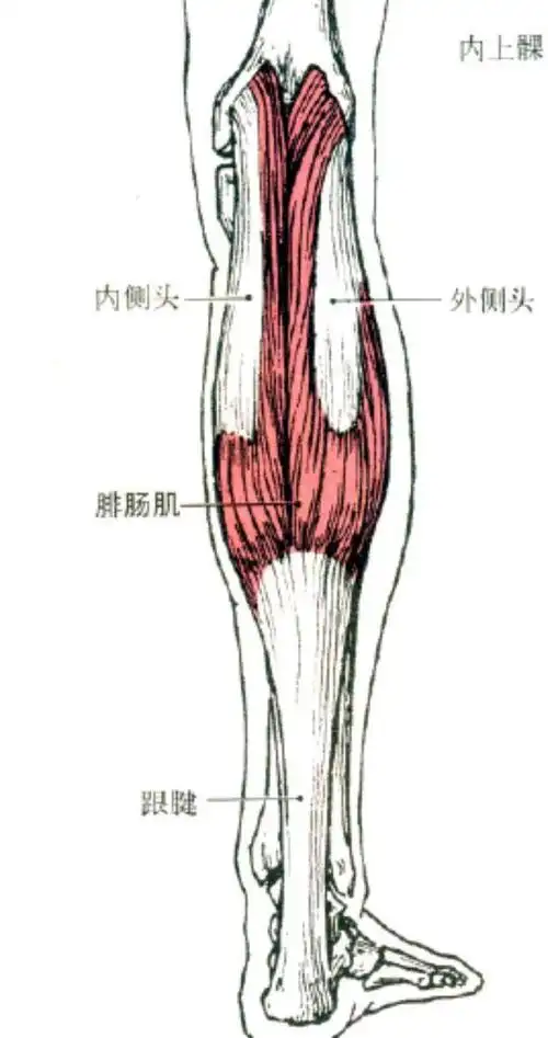 为什么别人的小腿越跑越细,而你的越跑越粗?这篇文章还你筷子腿