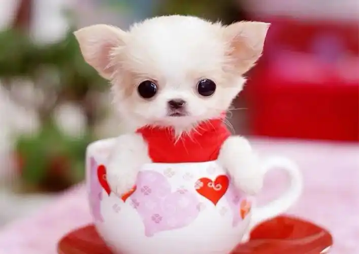 精致可爱得让人无法抗拒的茶杯犬很可爱的茶杯犬