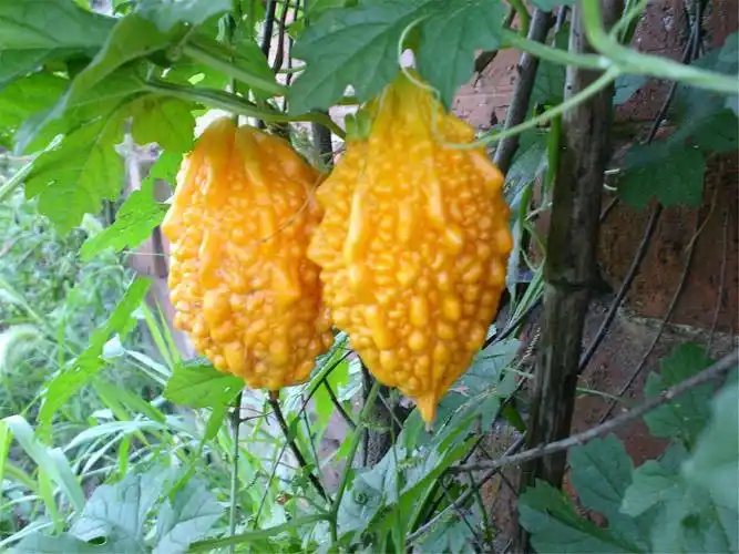 赖葡萄有什么营养和功效( 赖葡萄的功效与作用及禁忌 ) - 福娃养生网