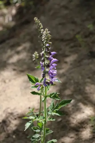 丹参(salvia miltiorrhiza bge.)唇形科鼠尾草属多年生直立草本植物