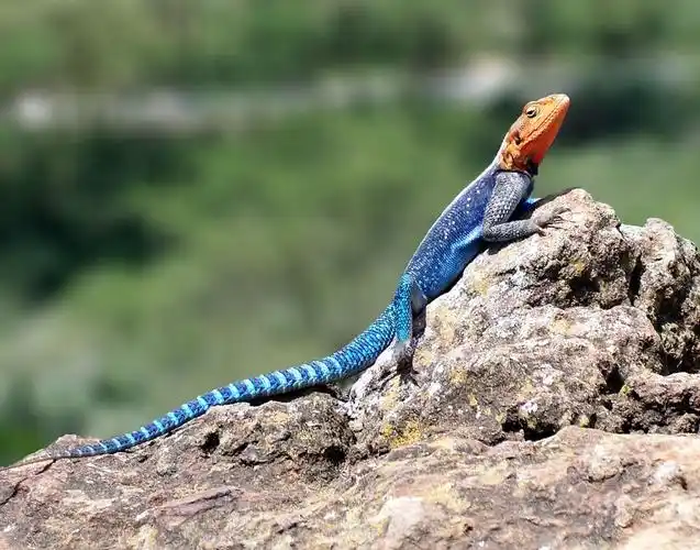 coolest lizards in the world: red-headed rock agama