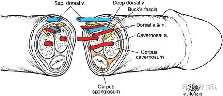 丁丁 "抬不起头" 是怎么回事呀?