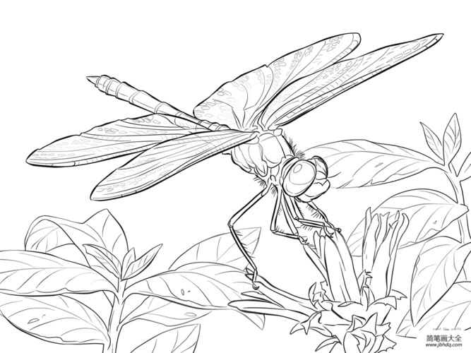 停在花上的蜻蜓