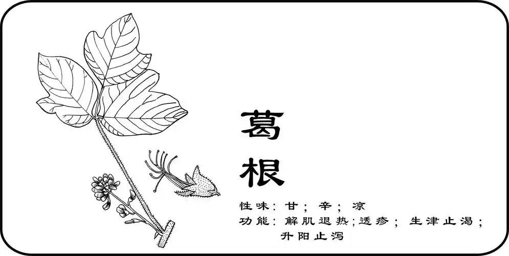 中草药手绘标示|插画|创作习作|一二零七 - 原创作品 - 站酷 (zcool)