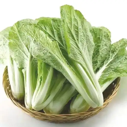 小白菜 新鲜快菜 云南高原小青菜 农家自种 产地现摘现发新鲜蔬菜 二