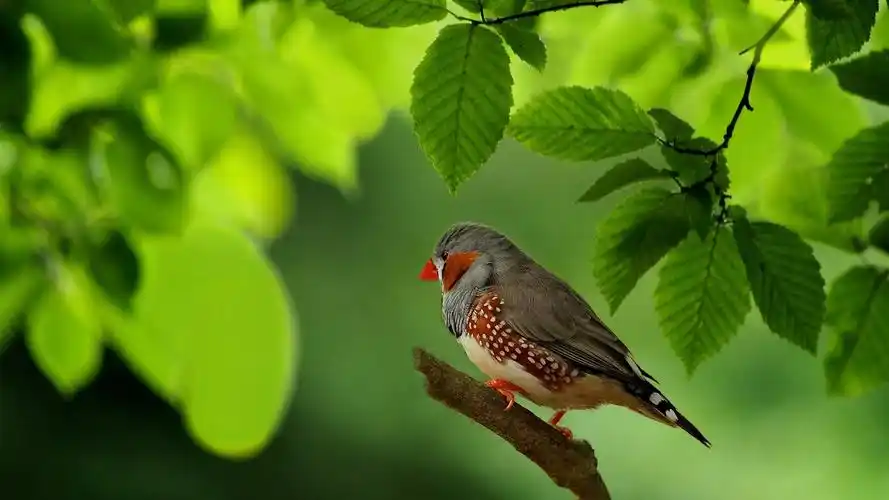 苍头燕雀,鸟,绿色的叶子,澳大利亚 iphone 壁纸