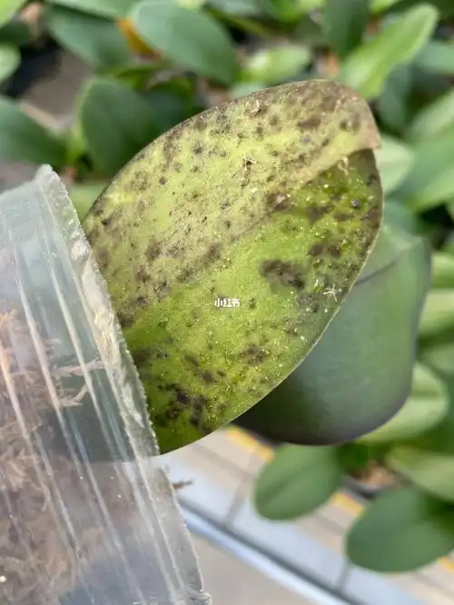 蝴蝶兰日常管理～蜜露灰霉