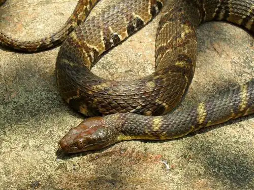 请教一下这是什么蛇