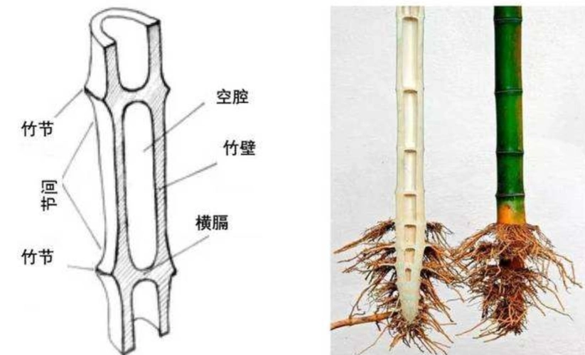 竹子开花马上搬家难道竹子开花真的是大灾变的前兆