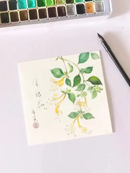 水彩植物  #原创插画  #水彩  #画画  #我的日常  #金银花