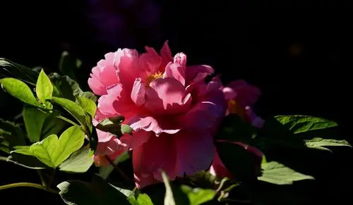 标题:无风阳光下的各色牡丹