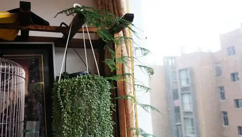 换个大盆让你的文竹爬满墙