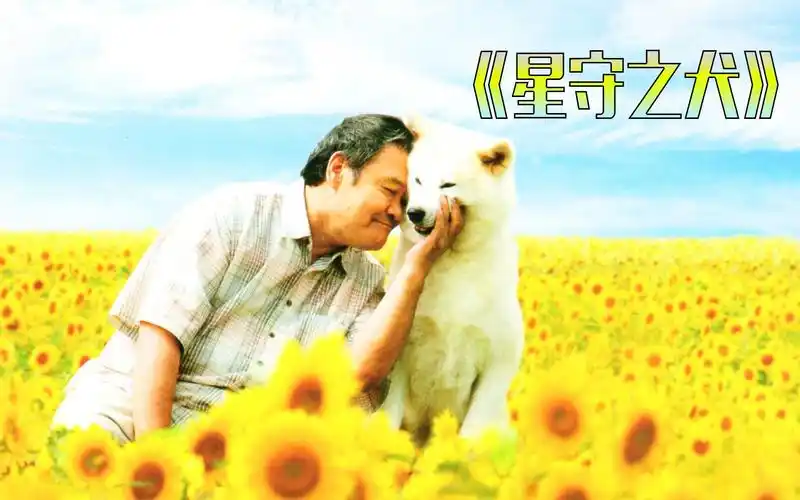 分钟看电影星守之犬电影解说
