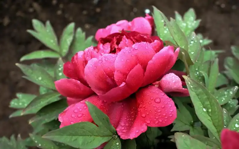 娇艳富贵牡丹花高清宽屏电脑桌面壁纸