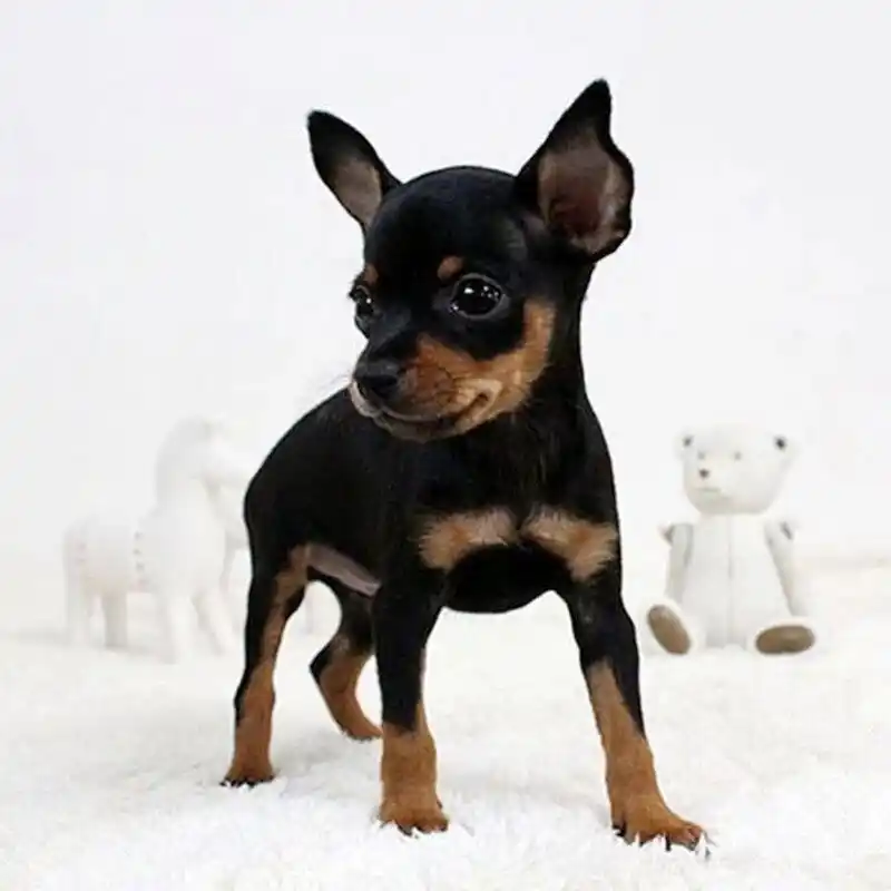 小鹿犬的优缺点 优点 1.