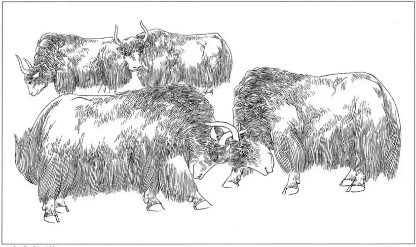 耗牛高清白描线稿图片下载(14幅)