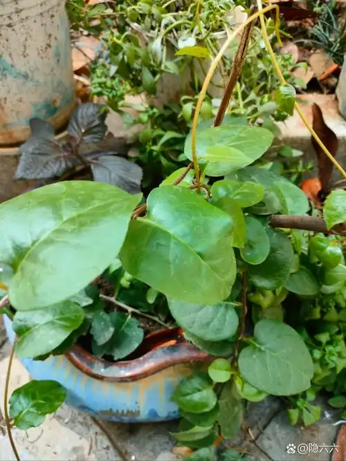 藤三七,可食用可药用,菜子可做菜,根茎可以煲汤.