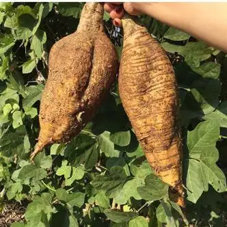 新鲜葛根现挖无渣生粉葛片农家特产天然野生葛根粉片煲汤广西生鲜50份