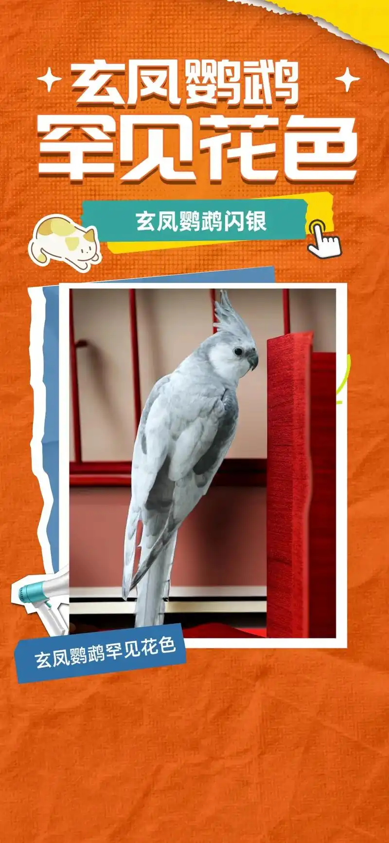 9种玄凤鹦鹉罕见花色品种你见过吗.#图文种草机 玄凤鹦鹉是我 - 抖音