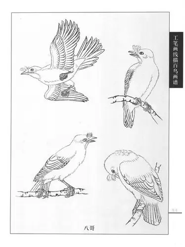 怎样工笔画鸟线描图 b - 愁难忍 - 愁难忍/丑男人---博客