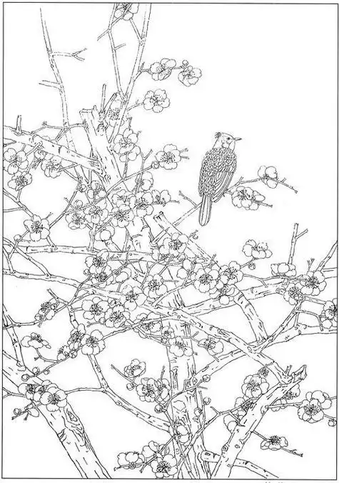 梅花高清白描线稿图片下载19幅