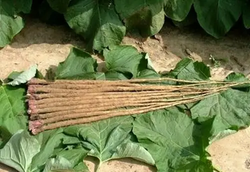 日月峡中草药山牛蒡