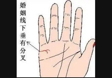 婚姻线的末端分叉的人