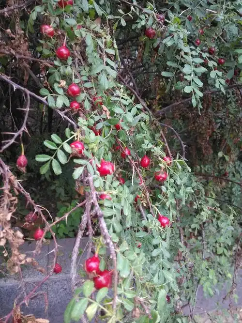 在苏北城市绿化带上看到的,6-7月结的红果像月季结的果.