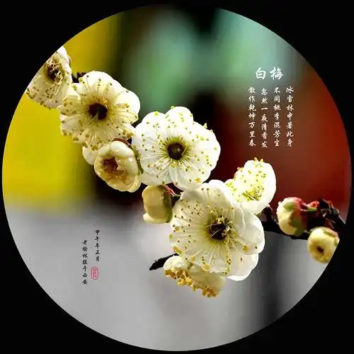 其它 [贵刊]《赛诗会》第7期/梅花自述笑林强哥梅  花 自  述 冬季是