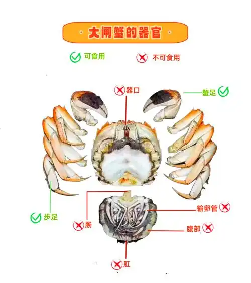 大闸蟹挑选,清洗,烹饪全攻略