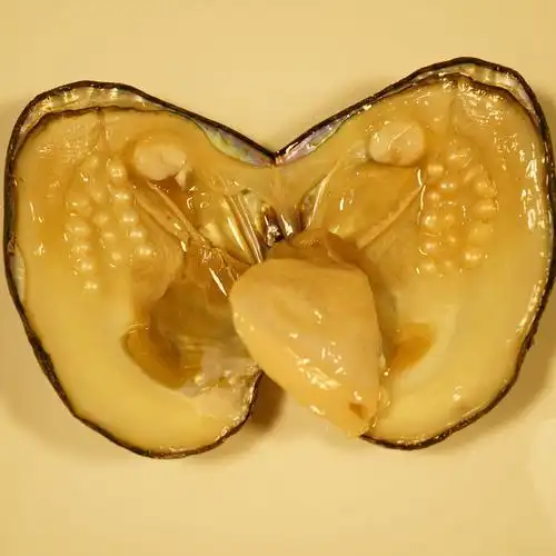 展销会夜市景区现开先做天然淡水爱迪生活体鲜活河蚌珍珠蚌批发