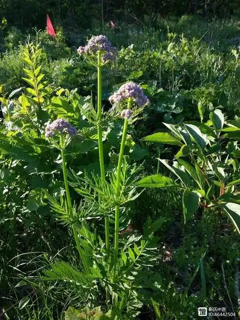 缬草_缬草的功效与作用