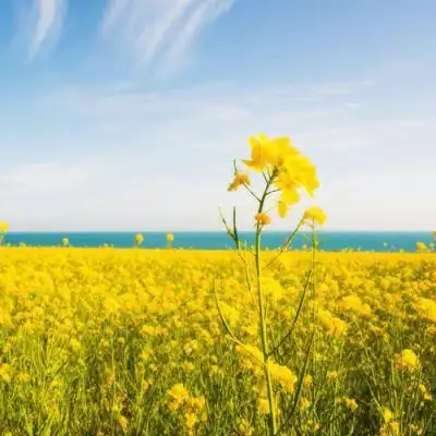 2022年头像招财图片