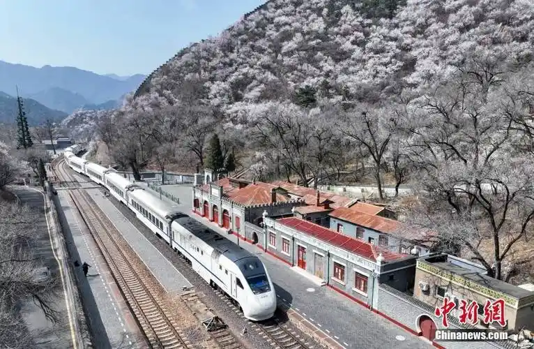 花海中穿行 百年老站青龙桥站春意盎然_中新社_北京市_铁路