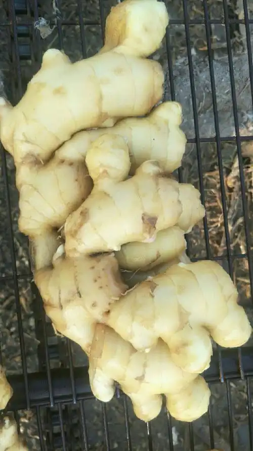 二黄姜混装通货水洗