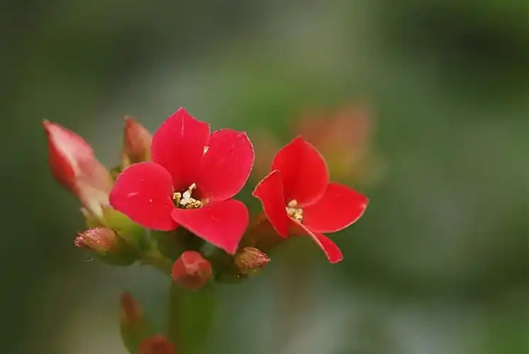 吉祥如意长寿花