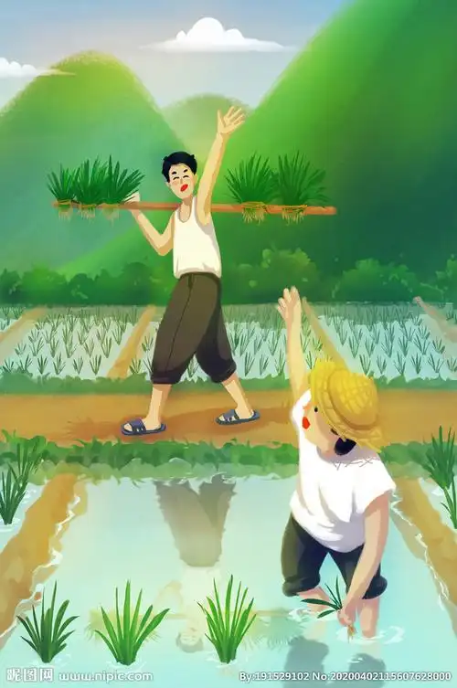 夏季田间插秧人物插画图片