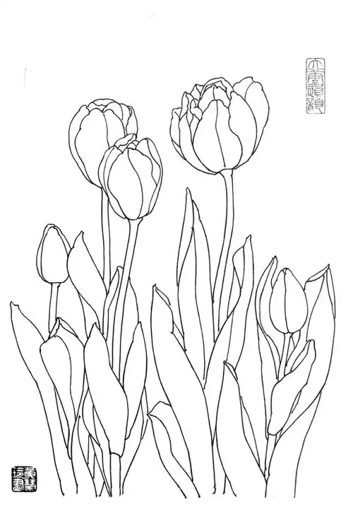 素材| 一组郁金香花卉白描图