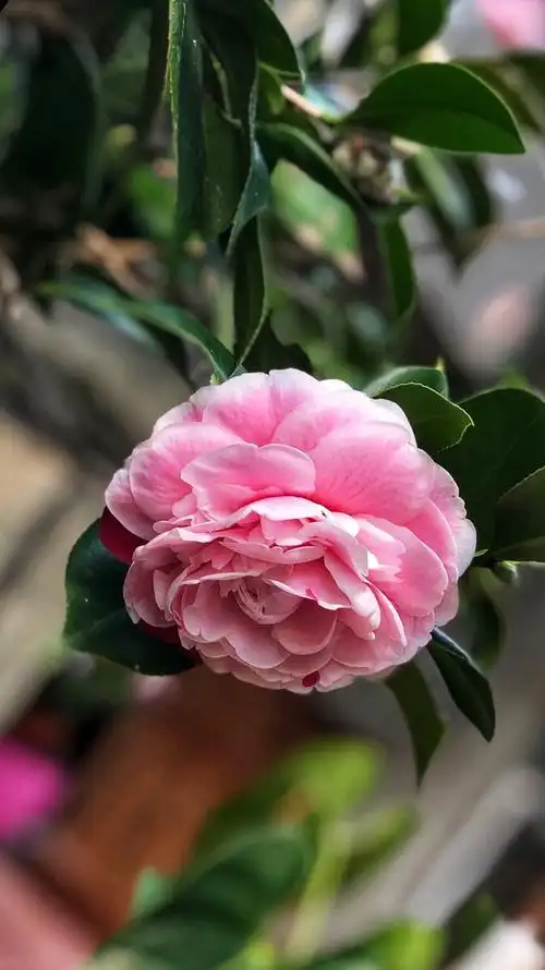 谦谦君子茶花皇冠据说是茶花花牡丹的芽变品种花瓣红色加白斑的是花