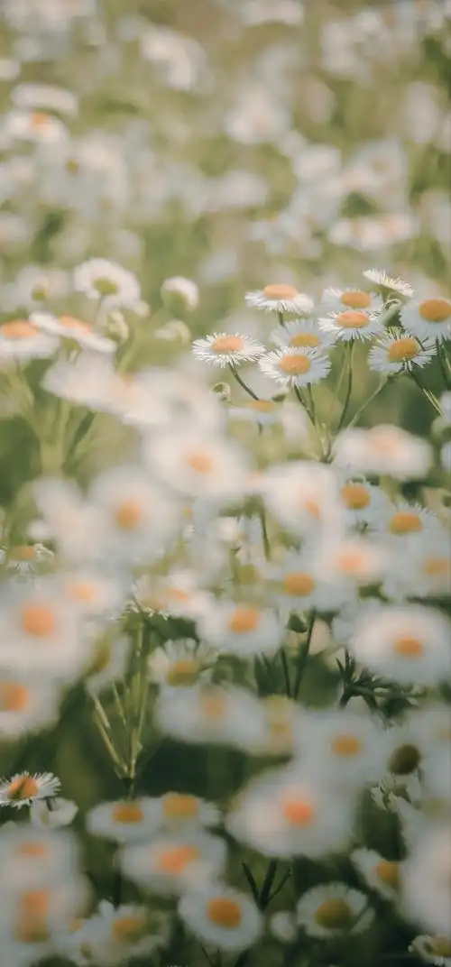 最近喜欢的绿色壁纸清凉护眼更新