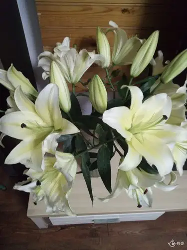 除了剑兰,周末还买了百合,康乃馨.百合开的真好,满屋飘香.